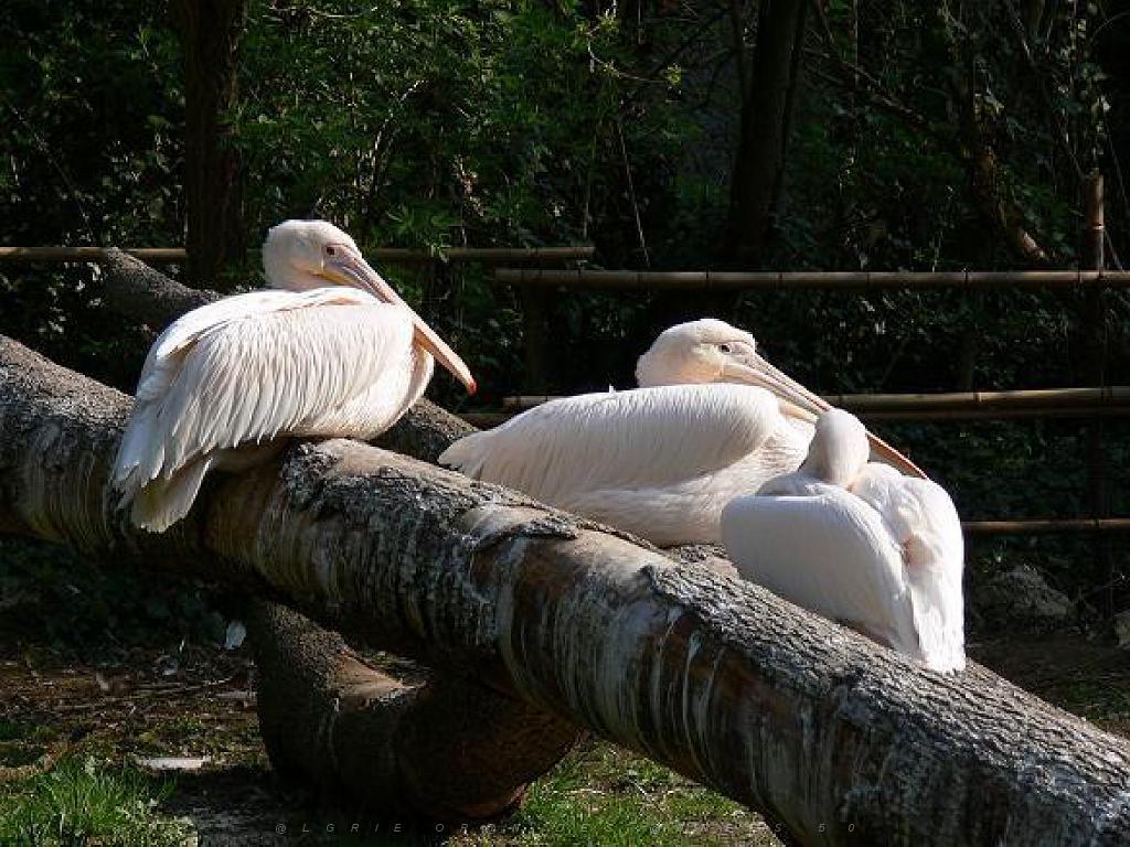 149 BIO PARC DE DOUE LA FONTAINE 6- 2016_000020.jpg